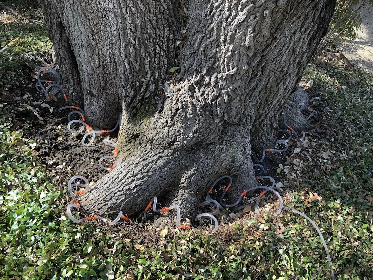 Detailed Tree Cabling and Bracing job site in Mahanoy Plane