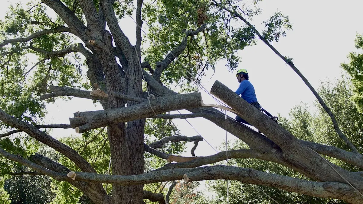 Professional Crown Thinning performed by certified arborists in Mahanoy Plane